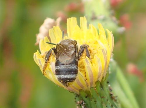 Réf. 296 830 : Lasioglossum sp.